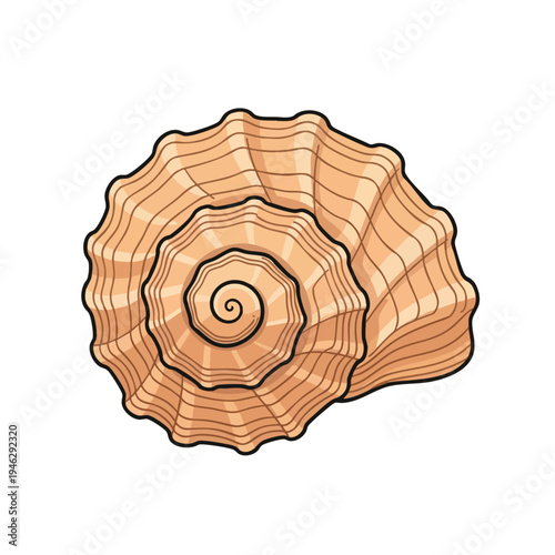 A top-down view of a tan seashell with spiral design and textured ridges
