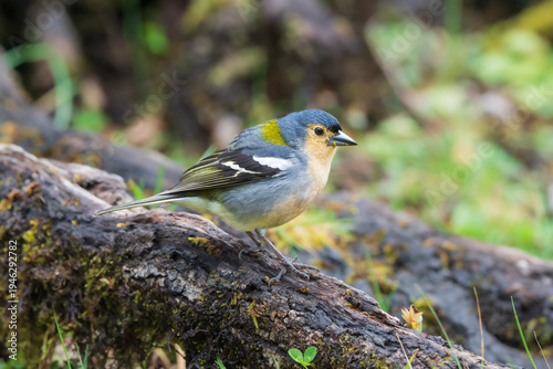 Endemic Madeira Chaffinch (Fringilla coelebs madeirensis) perched on a mossy branch in the laurel forest, Madeira, Portugal.