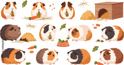 Cute Guinea Pig Character Set Featuring Different Fur Colors Eating Carrots, Sitting, and Playing with Hay House for Pet Animal Illustration.