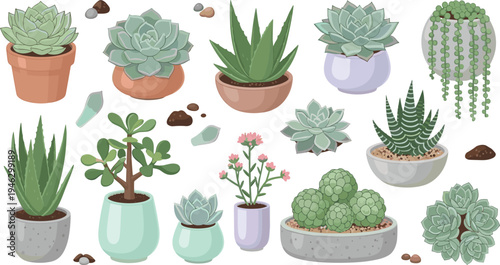 Succulent and Cactus Houseplant Illustration Set Featuring Aloe, Echeveria, Jade Plant, Hanging String Succulent, and Decorative Potted Desert Plants.