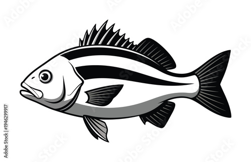 Vector of a fish with distinct dark stripes and spiky fins