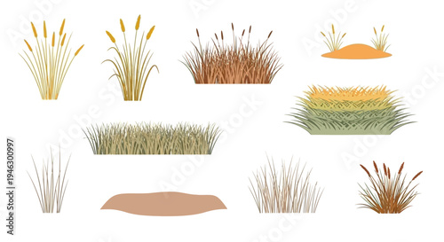 Vector illustration set of various wild grasses, reeds, and sedges in natural earthy tones isolated on a white background for landscape design and graphics.
