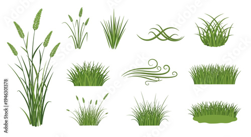 Collection of Various Green Grass Tufts and Stalks with Seeds Vector Illustration Set on White Background for Landscape Design Nature Elements Garden Graphics