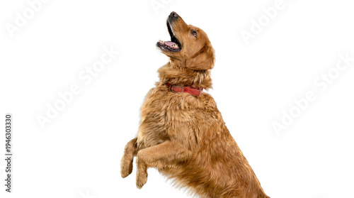 Obraz na plátně energetic golden retriever dog jumping and looking up with mouth open, isolated on a transparent background