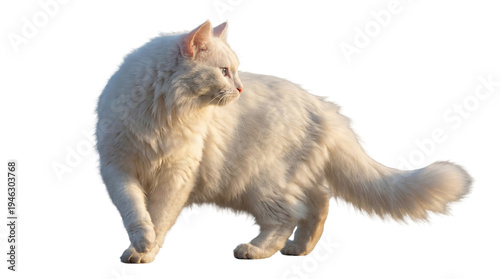 Obraz na płótnie full-body studio photograph of a fluffy white turkish angora cat with piercing blue eyes, isolated on a white background