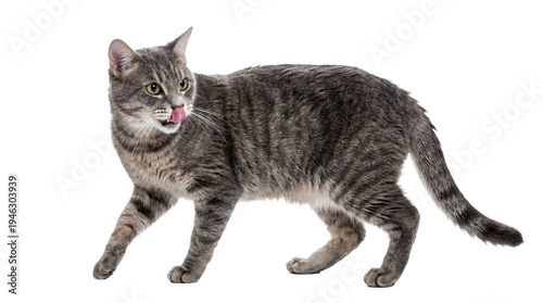 Konstfotografi a close-up, isolated photograph of a grey tabby cat walking with its tongue out, highlighting its unique fur pattern and alert green eyes against a transparent background