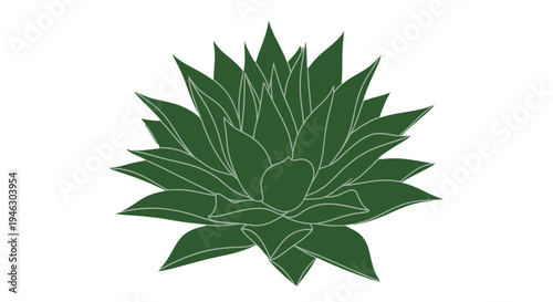Green Succulent Plant Illustration on White.
