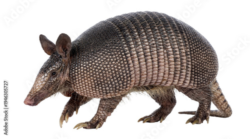 Canvas Print A nine-banded armadillo, Dasypus novemcinctus, is captured walking in a studio setting