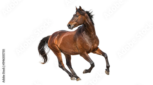 Foto Brown horse running isolated on transparent background – powerful domestic anima