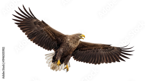Bilde på lerret A powerful photograph of a majestic white-tailed eagle in full flight, wings majestically spread