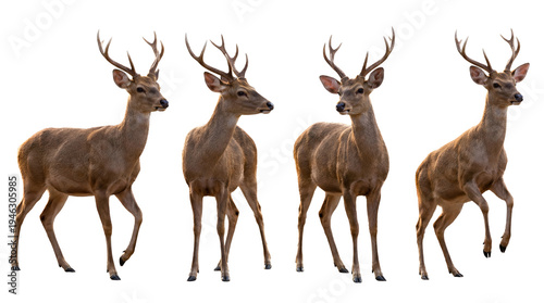 Canvas Print Collection of magnificent male sika deer with large antlers standing and walking, isolated on a transparent background