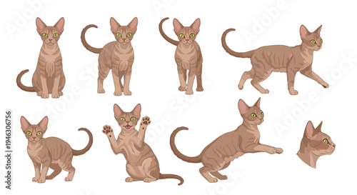 Vector Illustration Set of a Brown Tabby Cat with Green Eyes in Various Poses like Sitting, Walking, Jumping, and Playing on a White Background for Design Use.