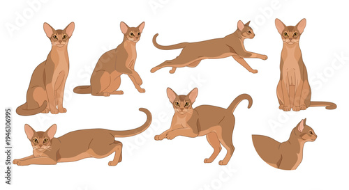Professional Abyssinian cat illustration set featuring various poses like running, sitting, and stretching on a white background for pet graphic design work.