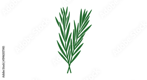 Fresh Green Rosemary Herb Illustration.