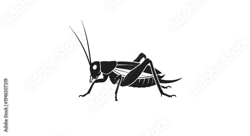 Black and White Grasshopper Illustration Side View.
