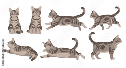 Set of Grey Tabby Cat Vector Illustrations Featuring Various Poses Like Sitting Running Walking and Lying Down Perfect for Character Design and Animation Art.