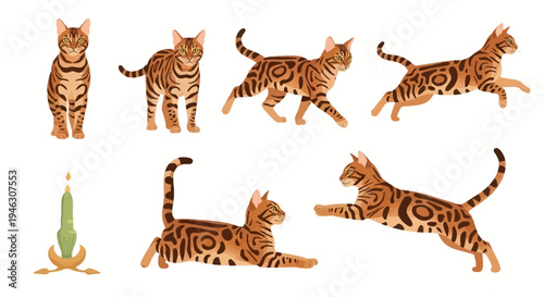 Vector Illustration Set of Bengal Cats in Various Poses like Running Jumping Standing and Lying Down Isolated on White Background with Decorative Candle Detail.