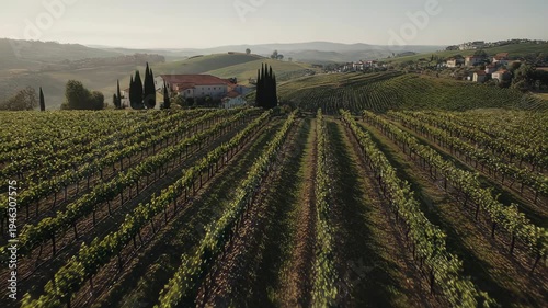 Picturesque Vineyard Landscape - Rows of Vines and Distant Buildings.