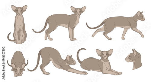 Professional Vector Illustration Set of Oriental Shorthair Cats in Various Poses Including Sitting Standing Walking Stretching and Lying Down on White Backdrop.
