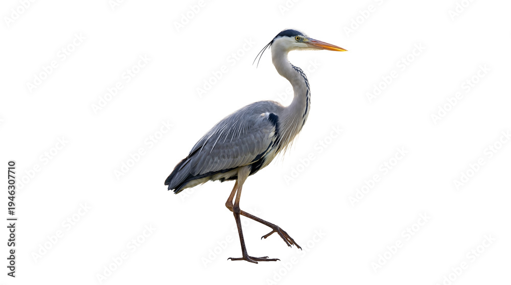 Fototapeta premium Graceful white heron steps forward, displaying elegant form as an isolated cutout.