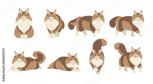 Flat Vector Illustration Set of a Fluffy Maine Coon Cat in Multiple Poses Like Sitting Walking and Lying Down Isolated on White Background for Animal Designs.