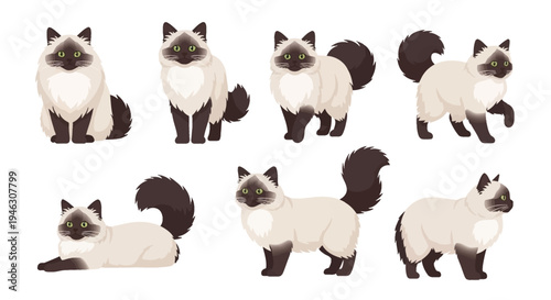 Vector Illustration Set of Cute Himalayan Cats in Different Poses, Isolated on White Background. Ideal for Pet Care, Veterinary, and Animal Lover Graphic Designs.