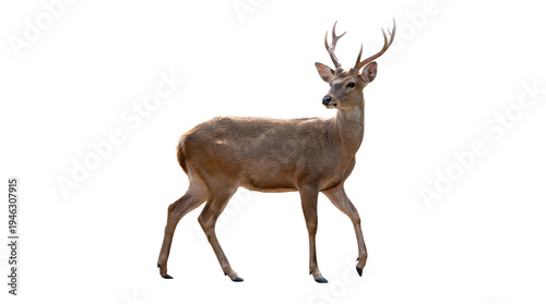 Majestic sika deer with prominent antlers gracefully walking and looking left, isolated on a transparent background.