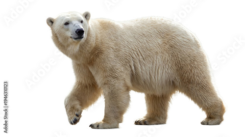 Fotografie A captivating photograph of a magnificent polar bear, Ursus maritimus, walking, isolated on a transparent background