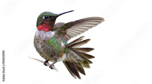 Canvas Print Colorful hummingbird flying isolated on transparent background – tropical bird w
