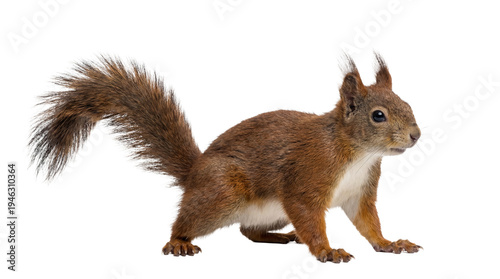 Photography A captivating photograph of a vigilant red squirrel with its distinctive bushy tail