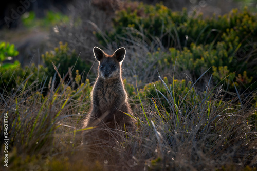 фотографія swamp wallaby