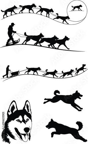 Dog sled team silhouette, husky sledding illustration, winter mushing sport, sled dogs running, Arctic transport vector, adventure snow landscape design