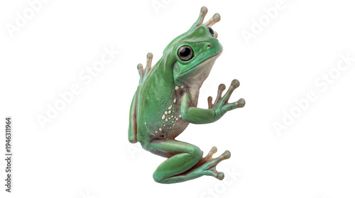 Vibrant green tree frog with striking eyes and suction cup toes, isolated on a transparent background.