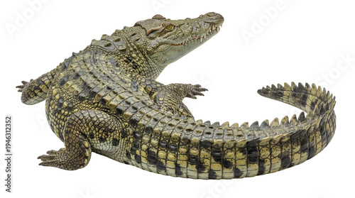 Dynamic photograph of a large Nile crocodile, alert and powerful, showcasing its scaly body and sharp teeth.