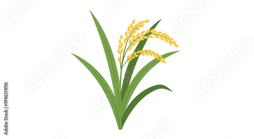 Rice Plant Vector Illustration, Agriculture Concept, Food Design, Healthy Eating