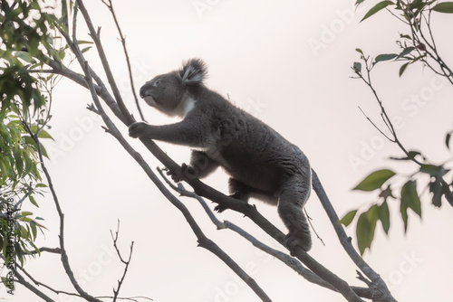 koala climbing