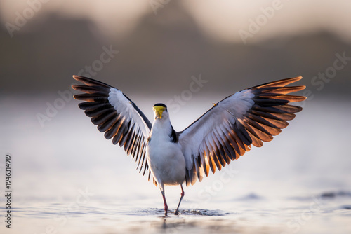 masked lapwing flight