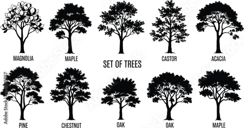 Set of tree silhouettes including magnolia maple oak pine acacia and chestnut isolated on white background botanical illustration