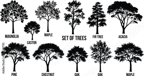 Set of tree silhouettes including magnolia maple oak pine acacia chestnut and fir isolated on white background botanical illustration