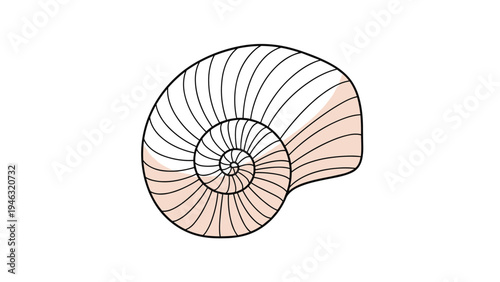 Beautiful spiral seashell with delicate lines and soft peach colors isolated on a white background representing marine life and ocean nature.