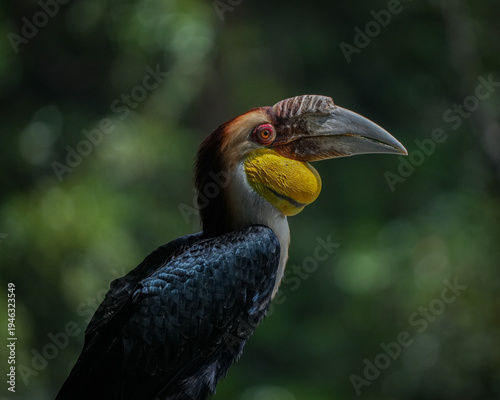 yellow billed hornbill