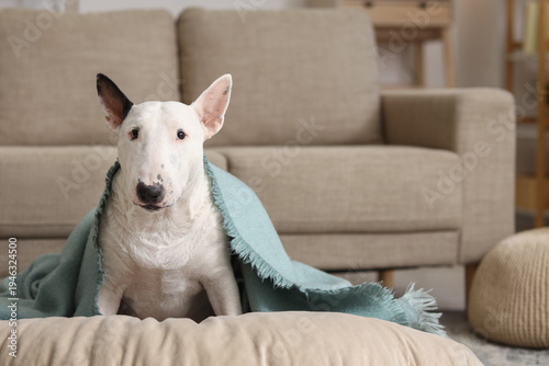 Cute Bull Terrier dog with ...