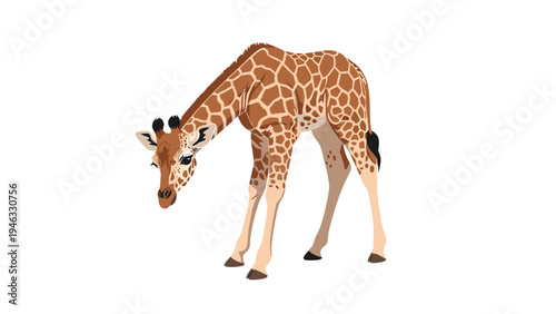 Young giraffe calf with characteristic brown spots and long neck looks down while standing on a plain white background.