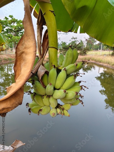 Fresh organic green bananas growing in a tropical rural farm