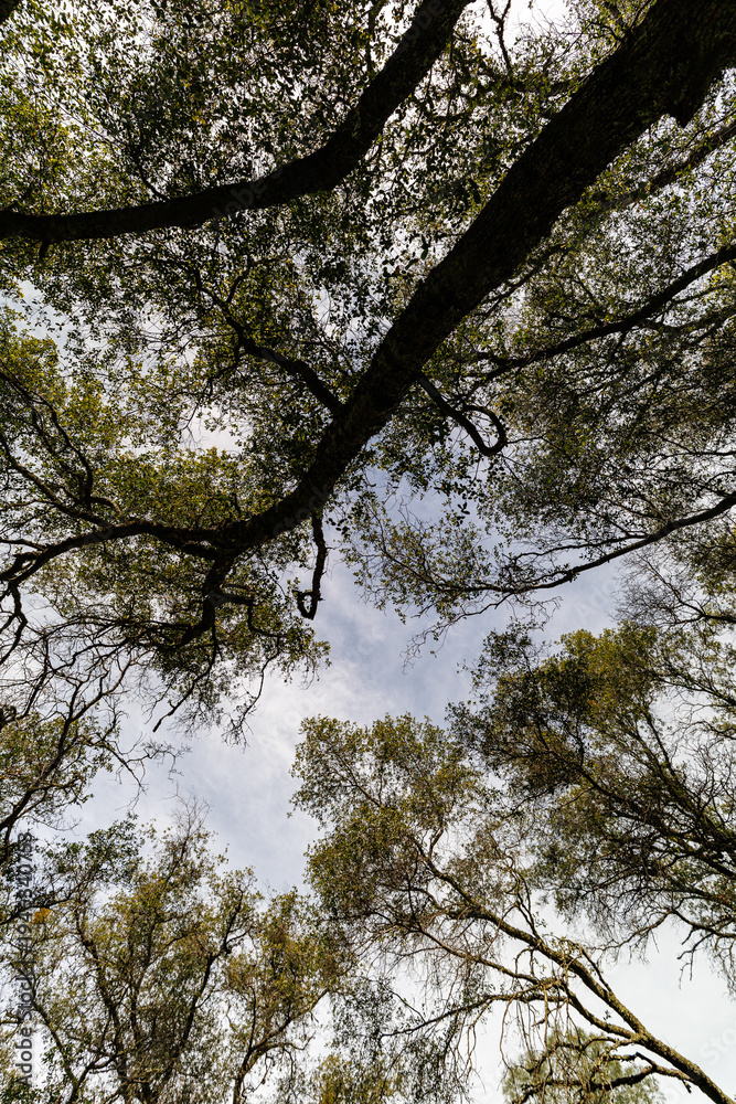 Obraz premium trees in the forest