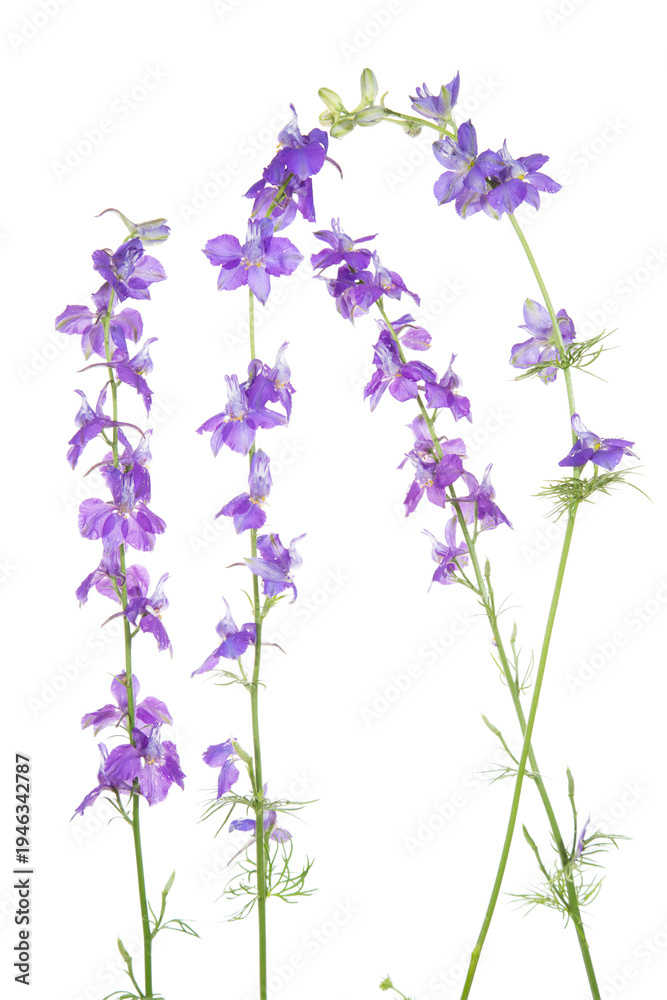 Obraz premium 30099-00609 Tall Blue Larkspur (Delphinium exaltatum) (high key white background) Marion Co. IL