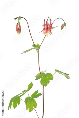 30099-00308 Eastern Red Columbine (Aquilegia canadensis) on white background, Marion Co, IL