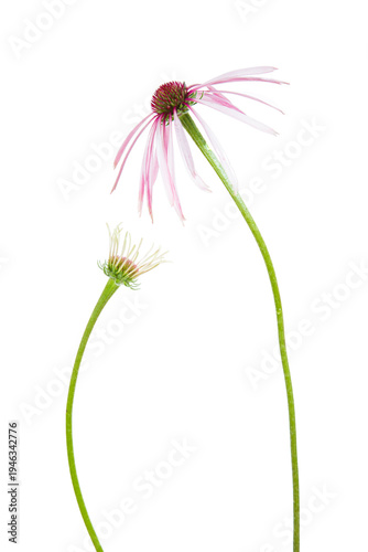 30099-00512 Pale Purple Coneflowers (Echinacea pallida) (high key white background)  Marion Co. IL
