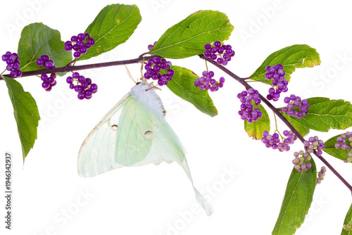 30040-00107 Luna Moth (Actias luna) on American Beautyberry (Callicarpa americana) on white background, Marion Co., IL