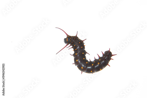 30040-00207 Pipevine Swallowtail Caterpillar (Battus philenor)  on white background, Marion Co., IL